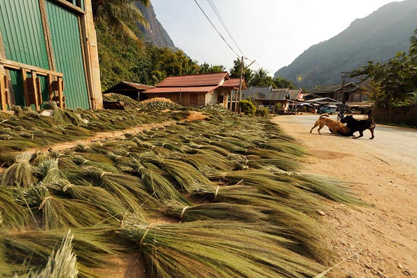 Manufacturers Exporters and Wholesale Suppliers of Grass Broom 01 Guwahati Assam